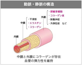 資生堂・血管の構造・コラーゲン